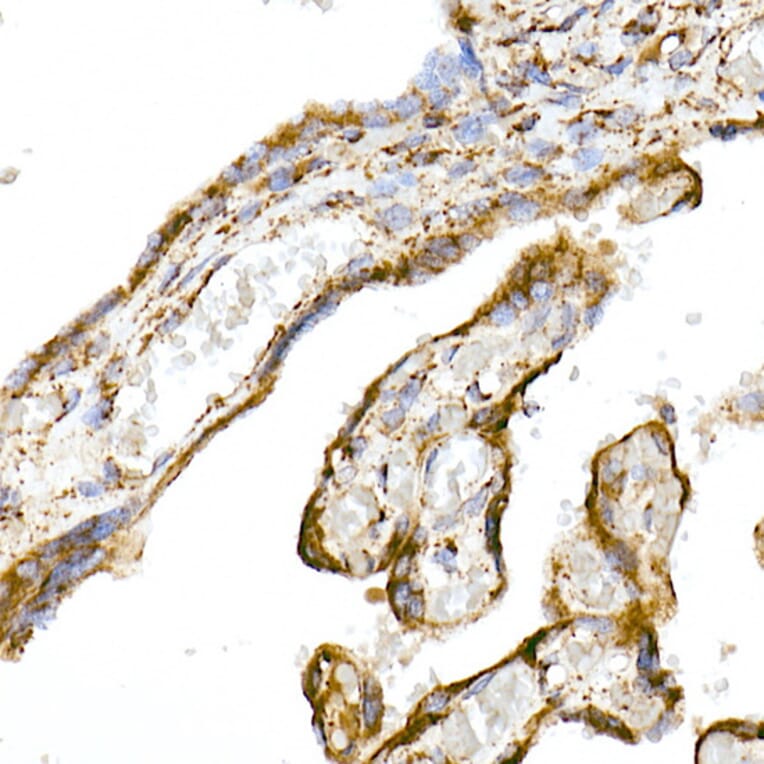 Immunohistochemistry - Anti-TOMM20 Antibody [ARC5002-01] (A309191) - Antibodies.com