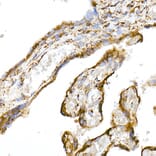 Immunohistochemistry - Anti-TOMM20 Antibody [ARC5002-01] (A309191) - Antibodies.com