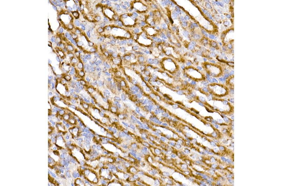 Immunohistochemistry - Anti-TOMM20 Antibody [ARC5002-01] (A309191) - Antibodies.com