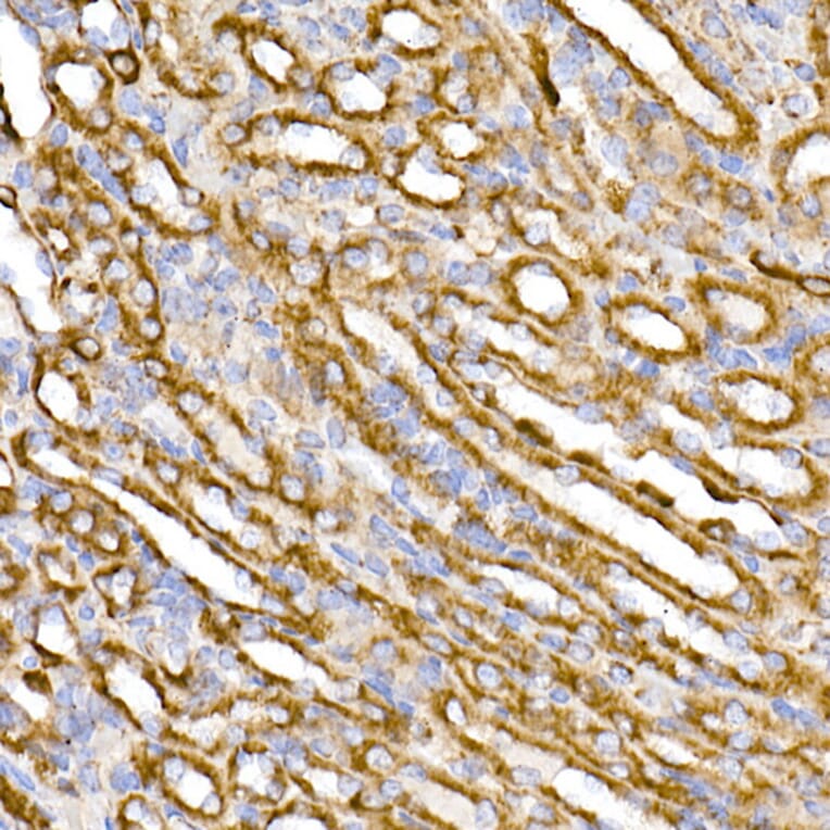 Immunohistochemistry - Anti-TOMM20 Antibody [ARC5002-01] (A309191) - Antibodies.com
