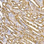 Immunohistochemistry - Anti-TOMM20 Antibody [ARC5002-01] (A309191) - Antibodies.com
