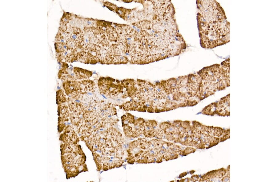 Immunohistochemistry - Anti-TOMM20 Antibody [ARC5002-01] (A309191) - Antibodies.com