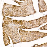 Immunohistochemistry - Anti-TOMM20 Antibody [ARC5002-01] (A309191) - Antibodies.com