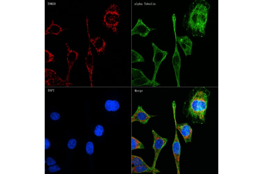 Immunofluorescence - Anti-TOMM20 Antibody [ARC5002-01] (A309191) - Antibodies.com