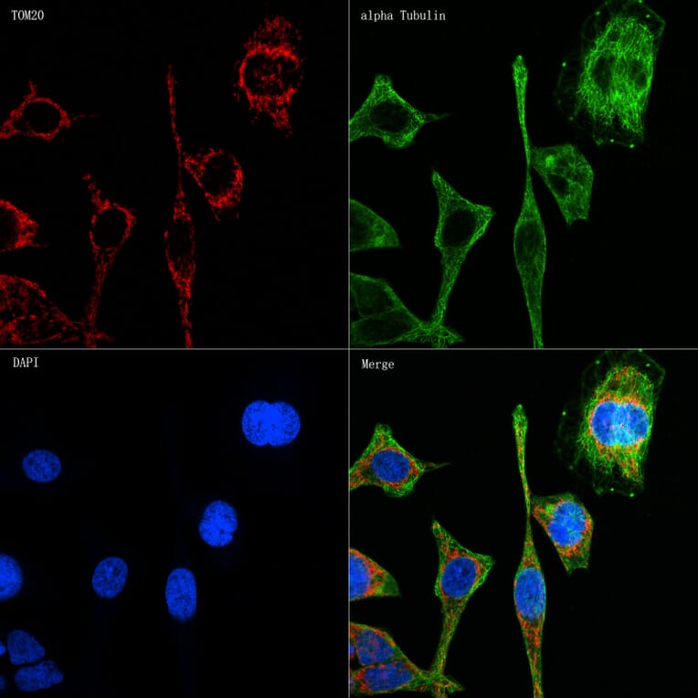 Immunofluorescence - Anti-TOMM20 Antibody [ARC5002-01] (A309191) - Antibodies.com