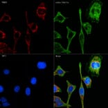 Immunofluorescence - Anti-TOMM20 Antibody [ARC5002-01] (A309191) - Antibodies.com