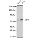 Western Blot - Anti-DDX6 Antibody [ARC1673] (A309192) - Antibodies.com