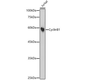Western Blot - Anti-Cyclin B1 Antibody [ARC2614] (A309196) - Antibodies.com