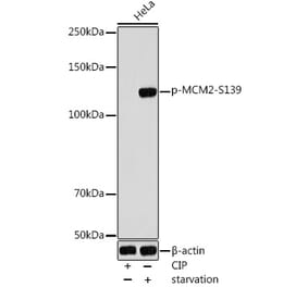 Western Blot - Anti-MCM2 (phospho Ser139) Antibody (A309197) - Antibodies.com