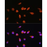 Immunofluorescence - Anti-Rab20 Antibody (A309198) - Antibodies.com