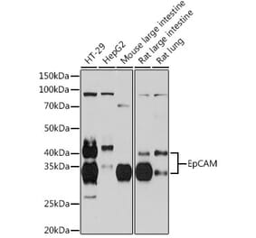 Western Blot - Anti-EpCAM Antibody [ARC0277] (A309201) - Antibodies.com