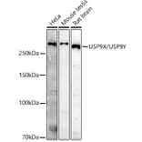 Western Blot - Anti-USP9Y Antibody (A309204) - Antibodies.com