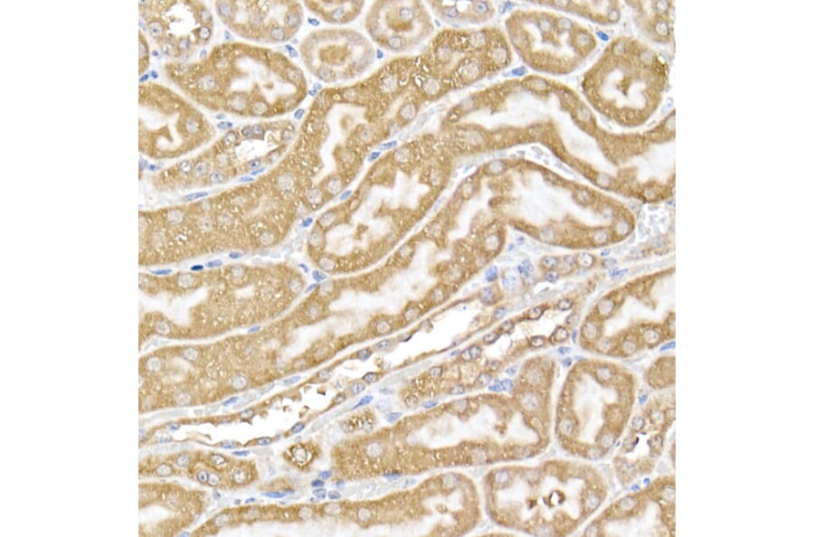 Immunohistochemistry - Anti-USP9Y Antibody (A309204) - Antibodies.com
