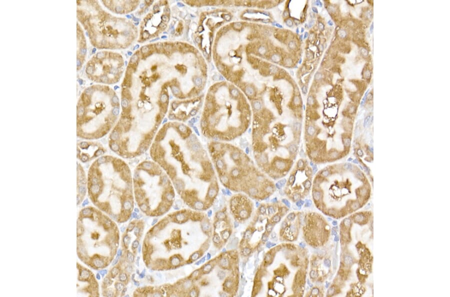 Immunohistochemistry - Anti-USP9Y Antibody (A309204) - Antibodies.com
