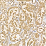 Immunohistochemistry - Anti-USP9Y Antibody (A309204) - Antibodies.com