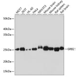 Western Blot - Anti-GRB2 Antibody [ARC0430] (A309206) - Antibodies.com