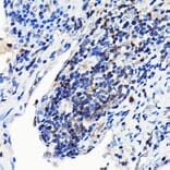 Immunohistochemistry - Anti-GRB2 Antibody [ARC0430] (A309206) - Antibodies.com