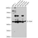 Western Blot - Anti-PIGM Antibody (A309211) - Antibodies.com