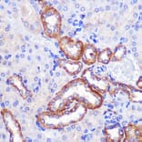 Immunohistochemistry - Anti-PIGM Antibody (A309211) - Antibodies.com
