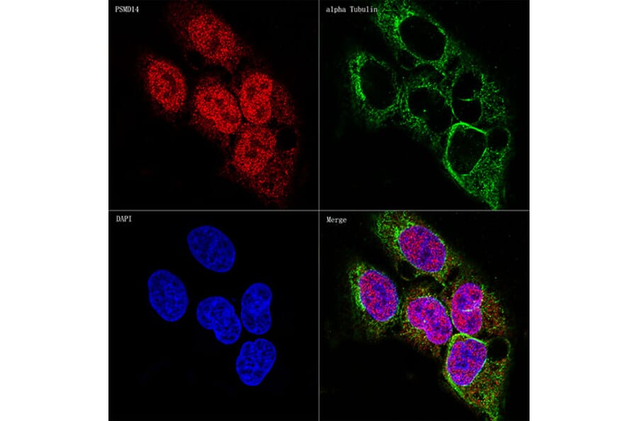 Immunofluorescence - Anti-PSMD14 Antibody [ARC1655] (A309212) - Antibodies.com
