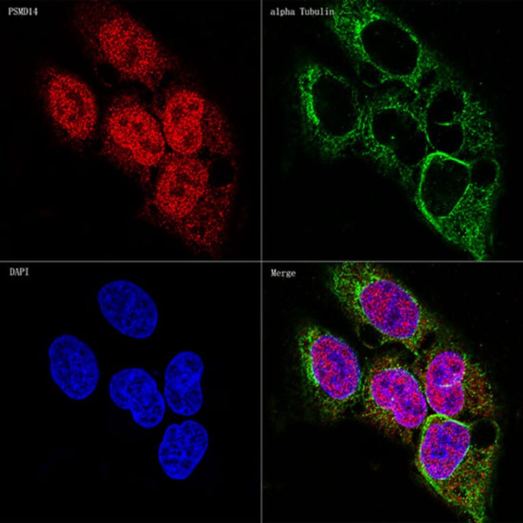 Immunofluorescence - Anti-PSMD14 Antibody [ARC1655] (A309212) - Antibodies.com