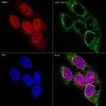 Immunofluorescence - Anti-PSMD14 Antibody [ARC1655] (A309212) - Antibodies.com