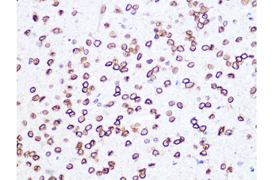 Immunohistochemistry - Anti-Lamin B2 Antibody [ARC1252] (A309214) - Antibodies.com
