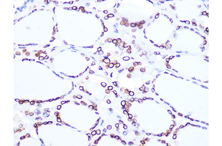 Immunohistochemistry - Anti-Lamin B2 Antibody [ARC1252] (A309214) - Antibodies.com