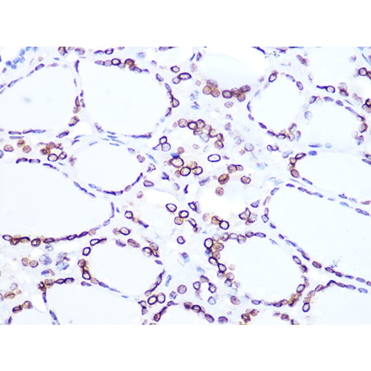Immunohistochemistry - Anti-Lamin B2 Antibody [ARC1252] (A309214) - Antibodies.com