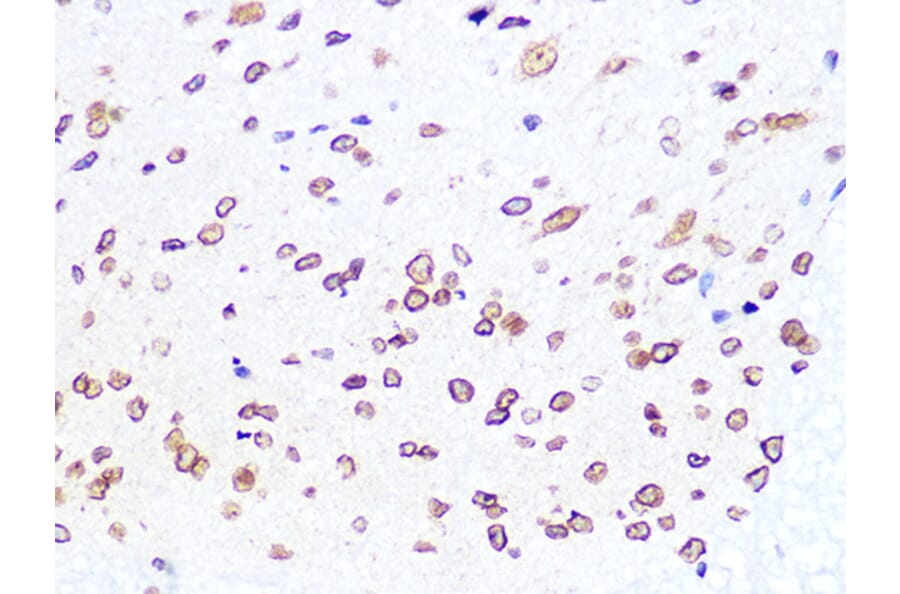 Immunohistochemistry - Anti-Lamin B2 Antibody [ARC1252] (A309214) - Antibodies.com