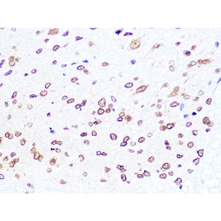 Immunohistochemistry - Anti-Lamin B2 Antibody [ARC1252] (A309214) - Antibodies.com