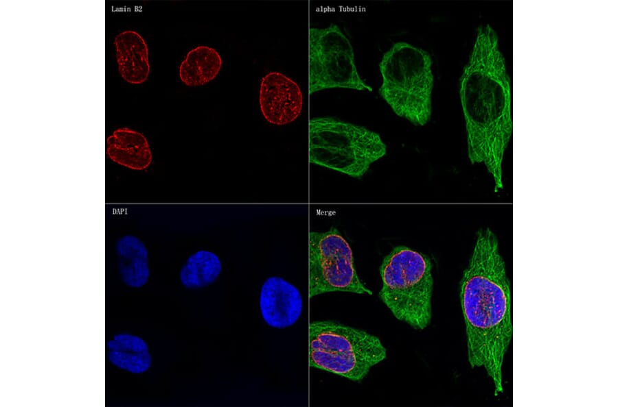 Immunofluorescence - Anti-Lamin B2 Antibody [ARC1252] (A309214) - Antibodies.com