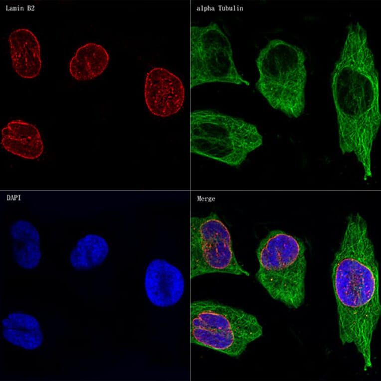 Immunofluorescence - Anti-Lamin B2 Antibody [ARC1252] (A309214) - Antibodies.com