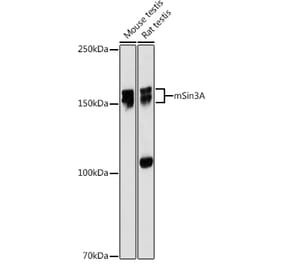 Western Blot - Anti-mSin3A Antibody [ARC0745] (A309217) - Antibodies.com