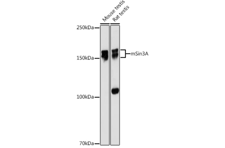 Western Blot - Anti-mSin3A Antibody [ARC0745] (A309217) - Antibodies.com
