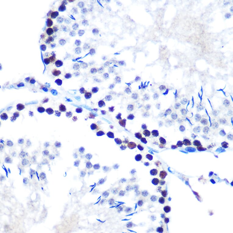 Immunohistochemistry - Anti-mSin3A Antibody [ARC0745] (A309217) - Antibodies.com