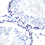 Immunohistochemistry - Anti-mSin3A Antibody [ARC0745] (A309217) - Antibodies.com
