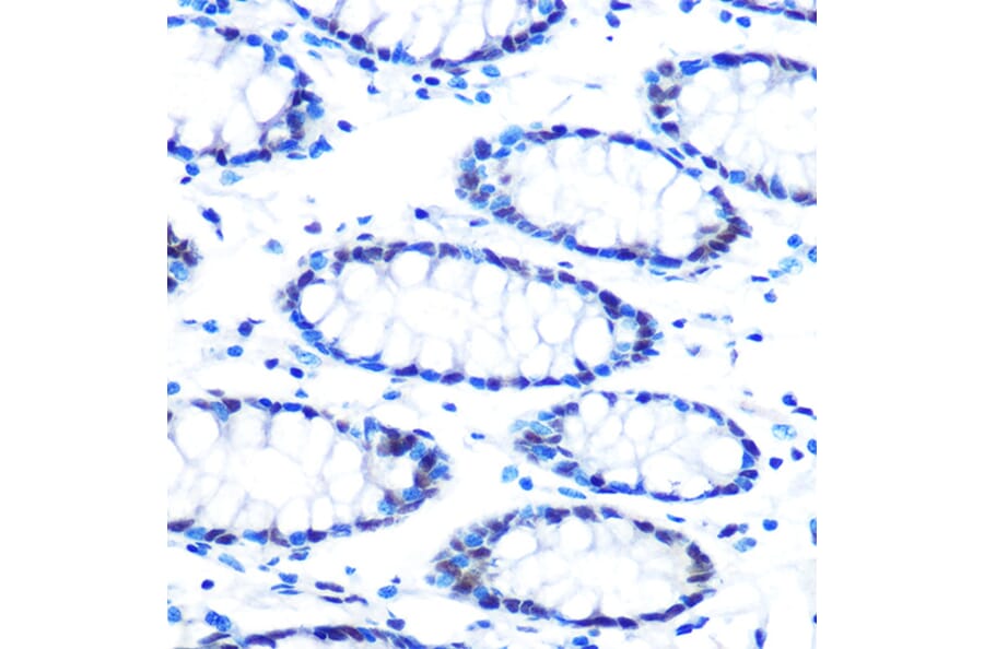 Immunohistochemistry - Anti-mSin3A Antibody [ARC0745] (A309217) - Antibodies.com