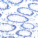 Immunohistochemistry - Anti-mSin3A Antibody [ARC0745] (A309217) - Antibodies.com