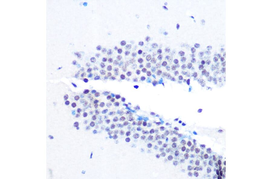 Immunohistochemistry - Anti-mSin3A Antibody [ARC0745] (A309217) - Antibodies.com