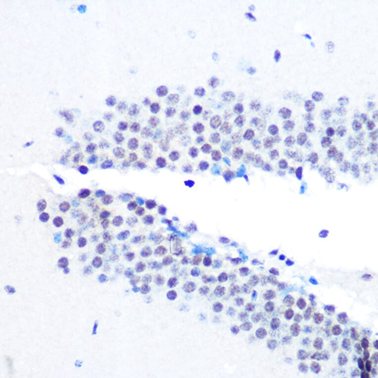Immunohistochemistry - Anti-mSin3A Antibody [ARC0745] (A309217) - Antibodies.com