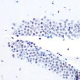 Immunohistochemistry - Anti-mSin3A Antibody [ARC0745] (A309217) - Antibodies.com