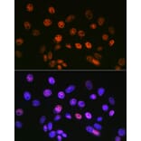 Immunofluorescence - Anti-mSin3A Antibody [ARC0745] (A309217) - Antibodies.com