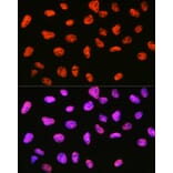 Immunofluorescence - Anti-mSin3A Antibody [ARC0745] (A309217) - Antibodies.com