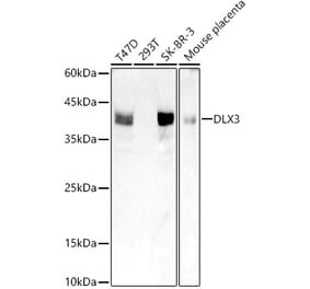 Western Blot - Anti-DLX3 Antibody [ARC2934] (A309218) - Antibodies.com