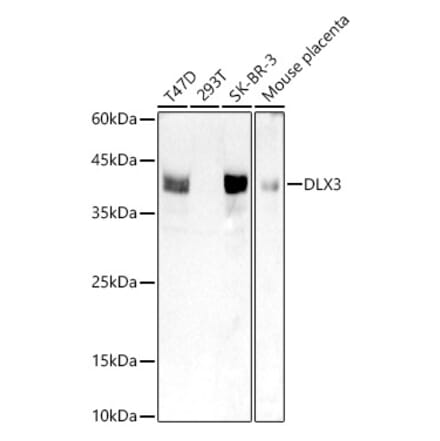 Western Blot - Anti-DLX3 Antibody [ARC2934] (A309218) - Antibodies.com