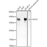 Western Blot - Anti-DLX3 Antibody [ARC2934] (A309218) - Antibodies.com