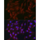 Immunofluorescence - Anti-RAB1B Antibody (A309223) - Antibodies.com