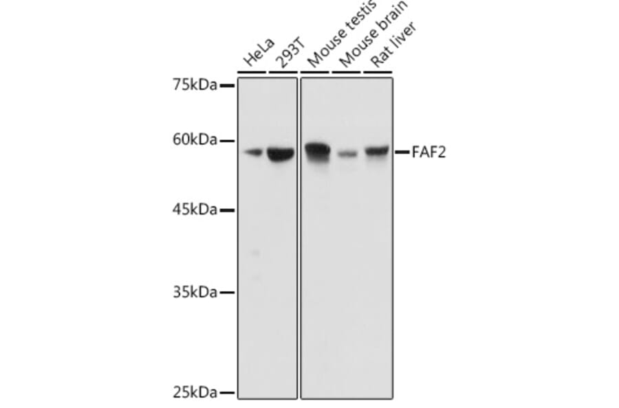 Western Blot - Anti-UBXD8 Antibody (A309224) - Antibodies.com