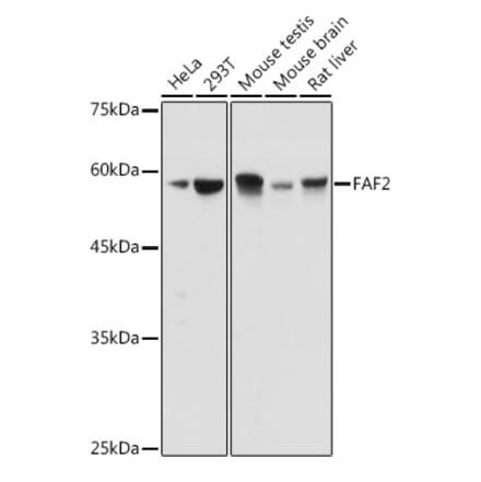 Western Blot - Anti-UBXD8 Antibody (A309224) - Antibodies.com
